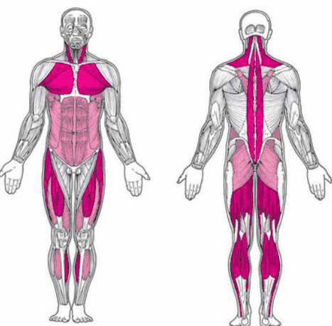 Postural Muscles are one of the muscle groups Worked by The Military Press