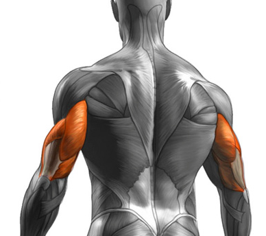 Triceps are one of the muscle groups Worked by The Military Press